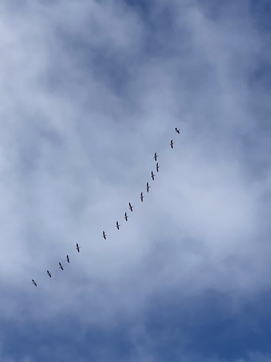 Wood Stork - ML647145201