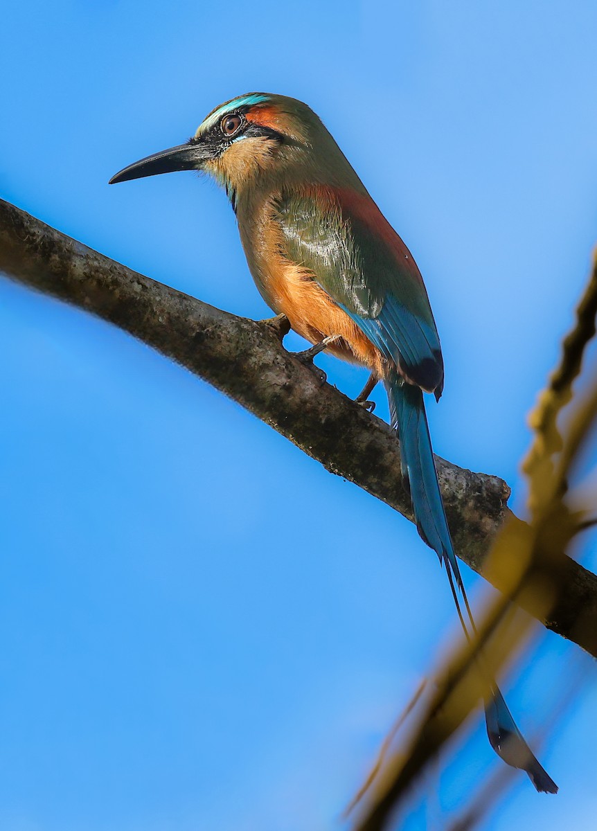 Turquoise-browed Motmot - ML647145209
