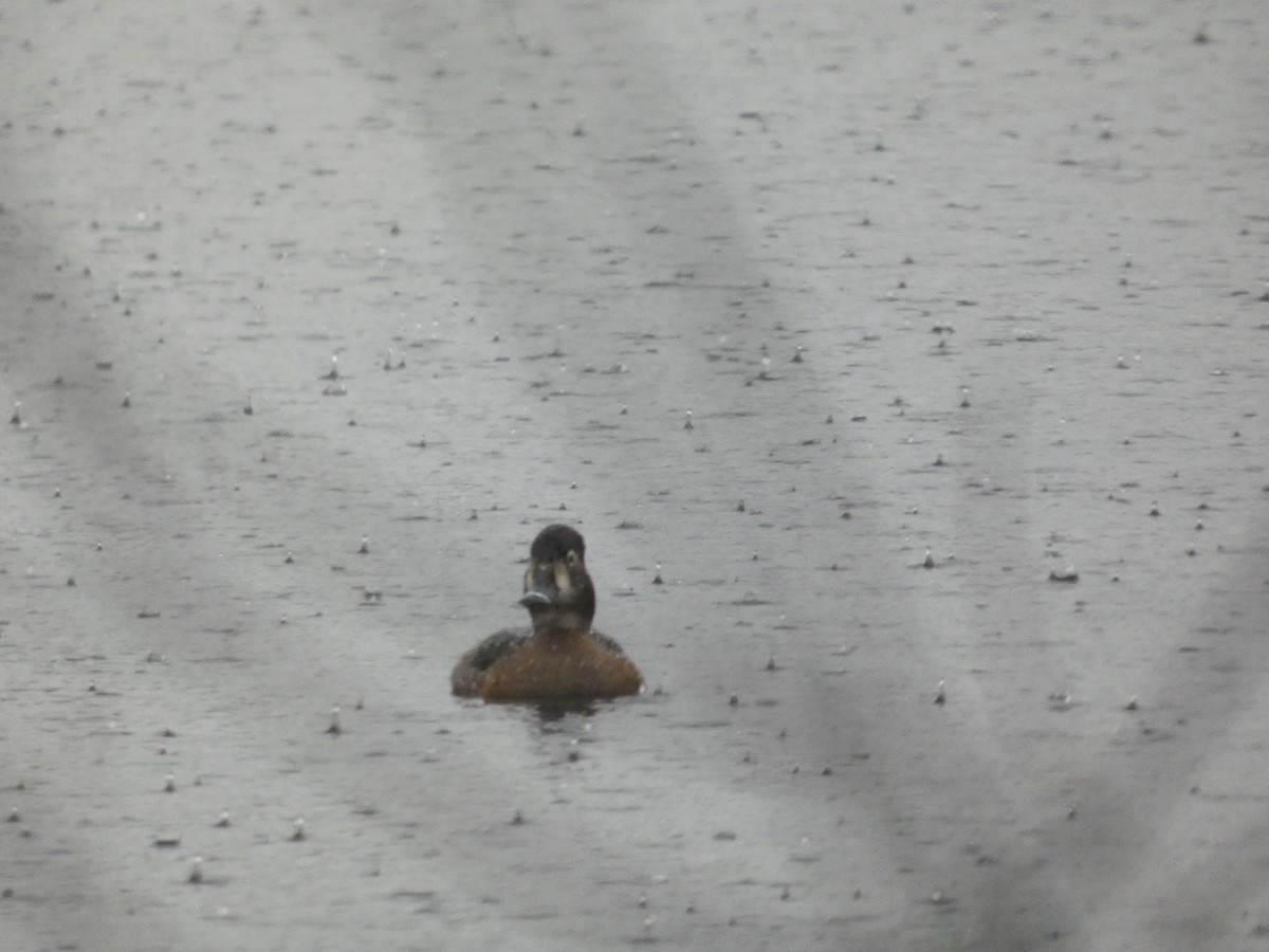 Ring-necked Duck - ML647145213