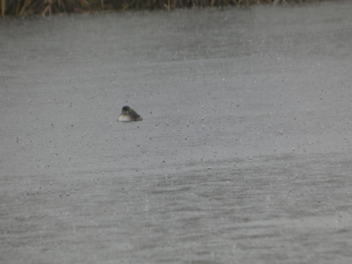 Pied-billed Grebe - ML647145266