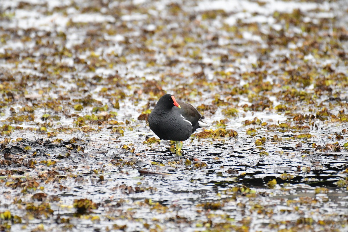 Uroilo amerikarra - ML647145270