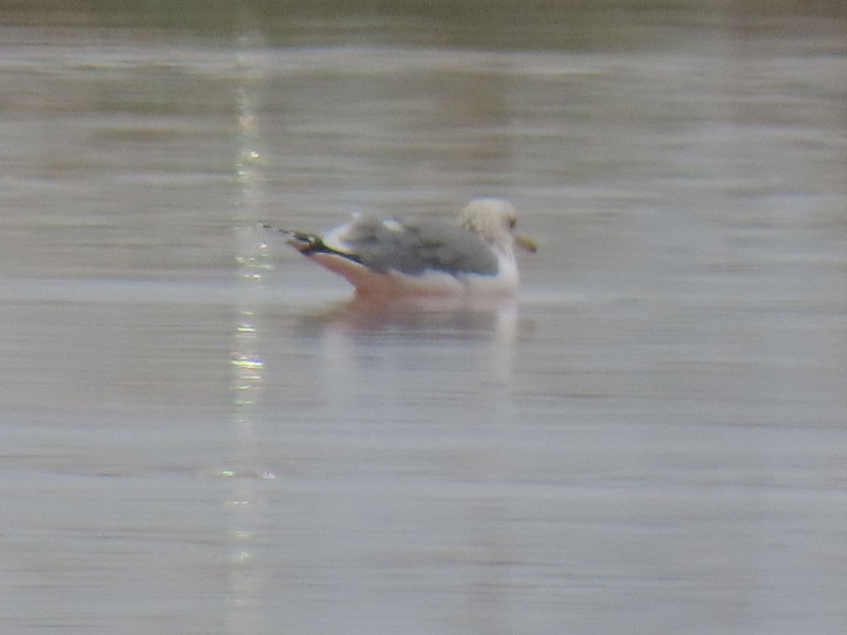 Ring-billed Gull - ML647145275