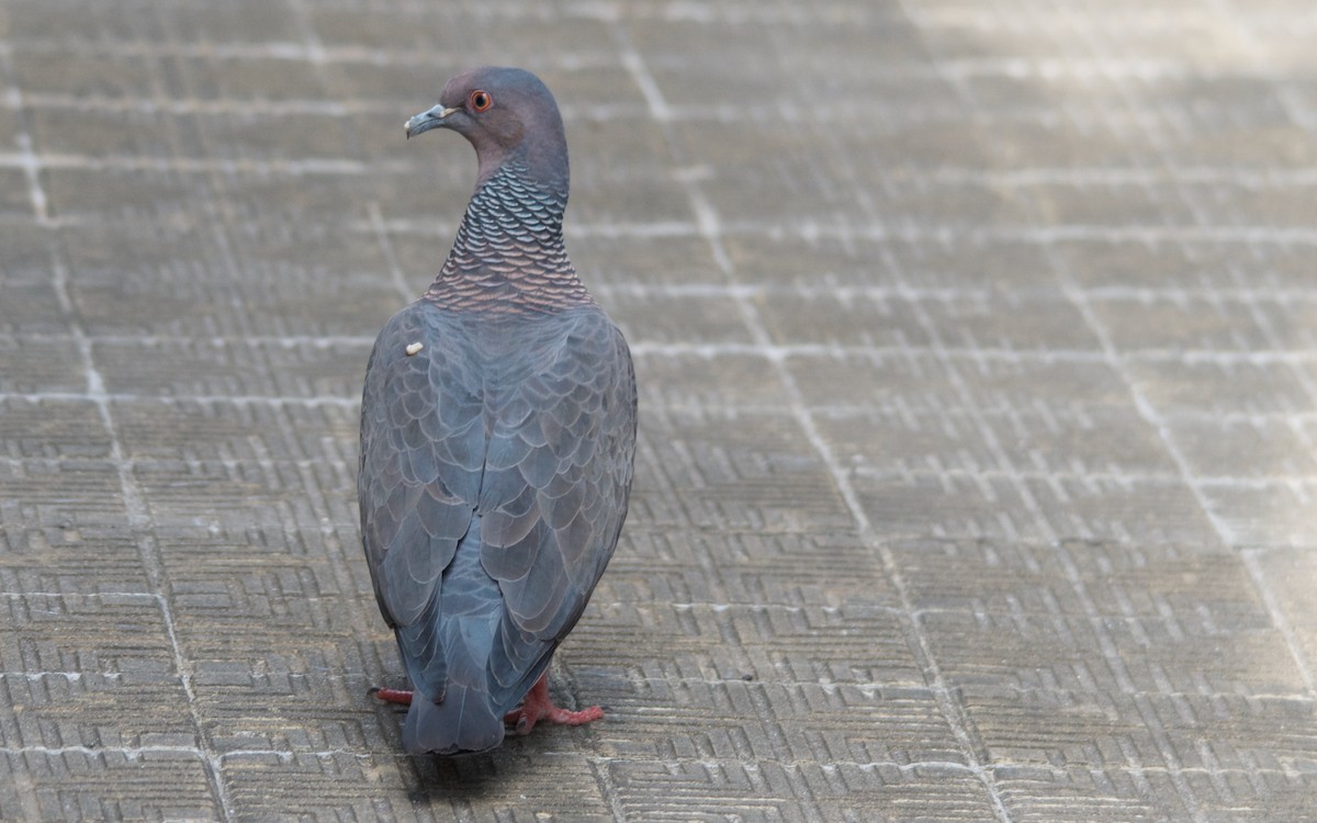 Paloma Picazuró - ML647145281