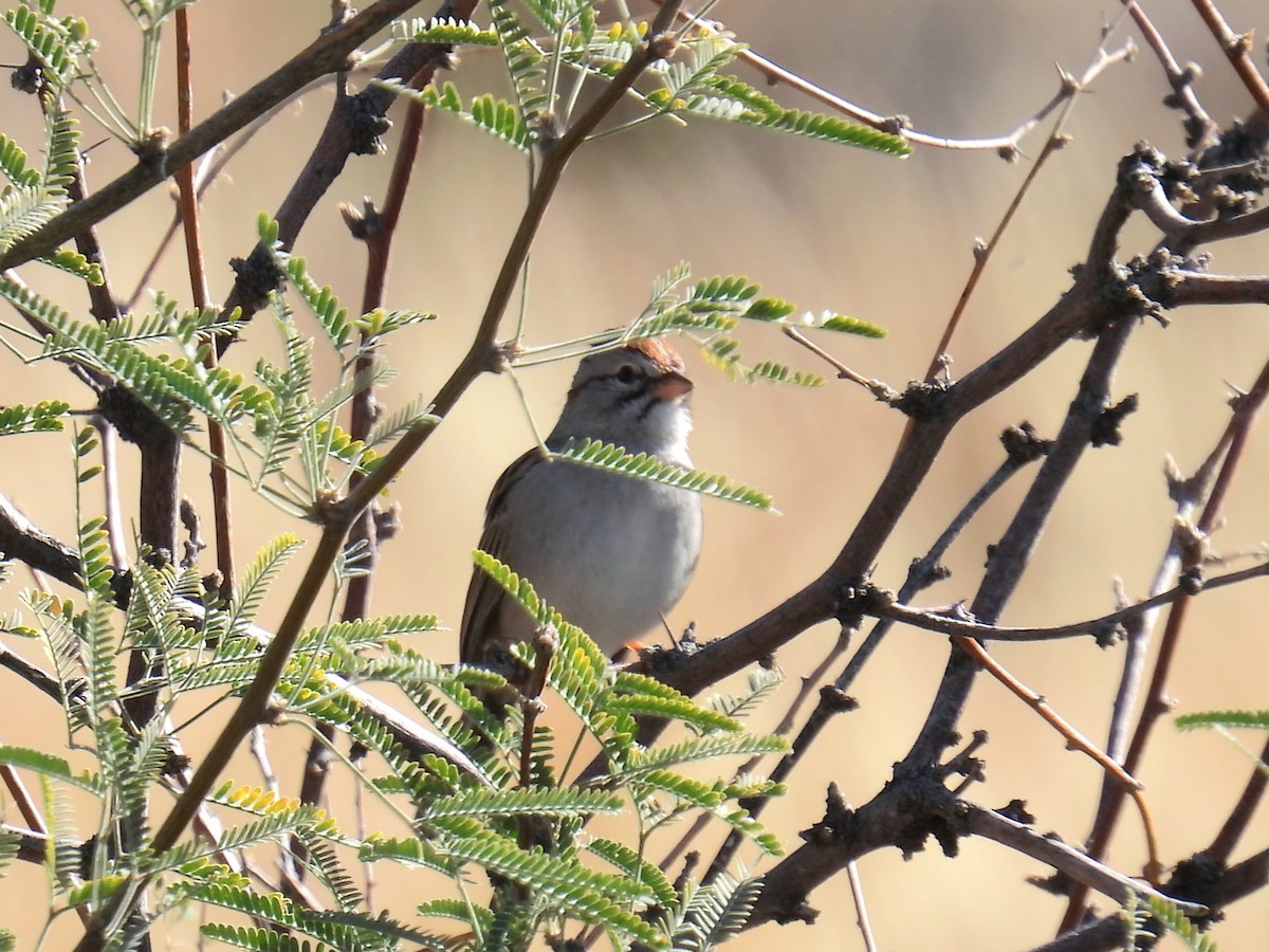 Rufous-winged Sparrow - ML647145282