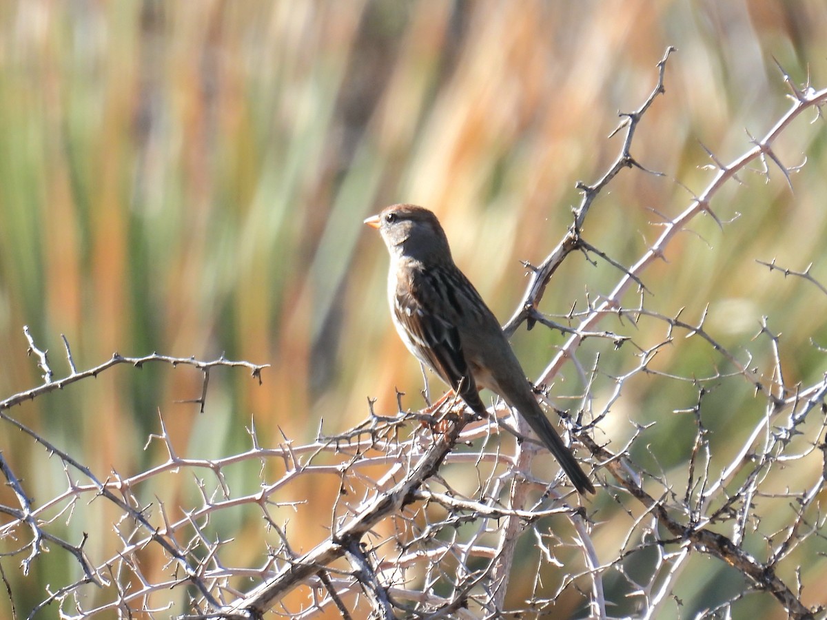 Белобровая овсянка - ML647145292