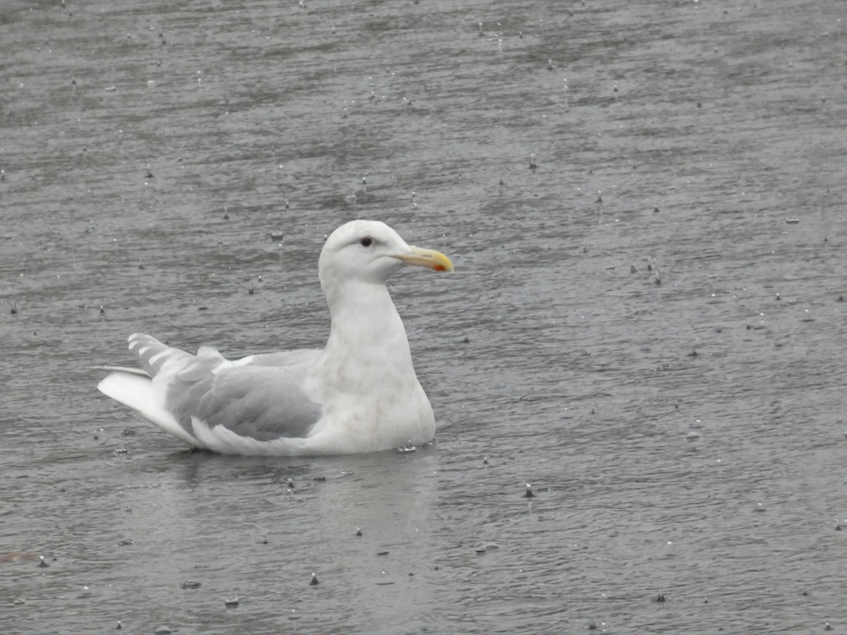 Glaucous-winged Gull - ML647145293