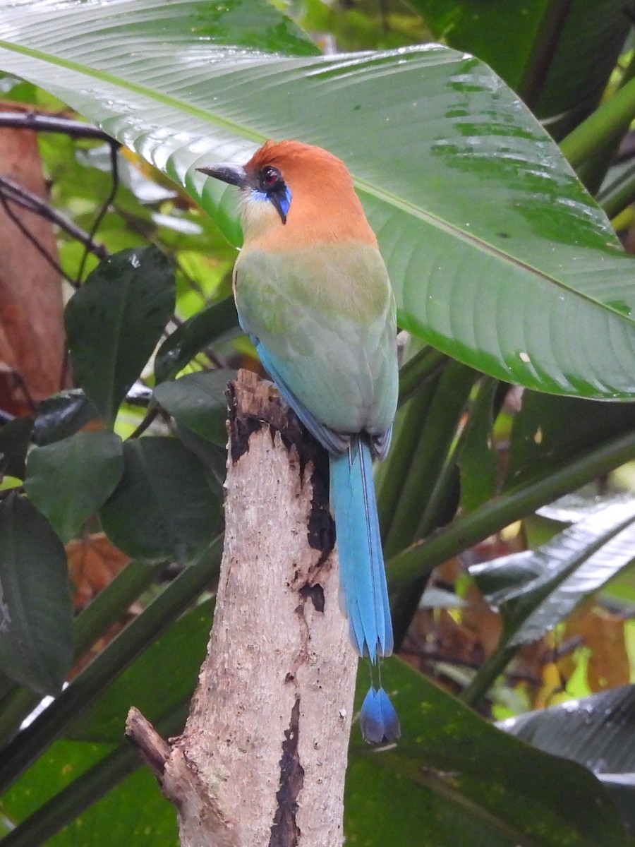 Russet-crowned Motmot - ML647145302