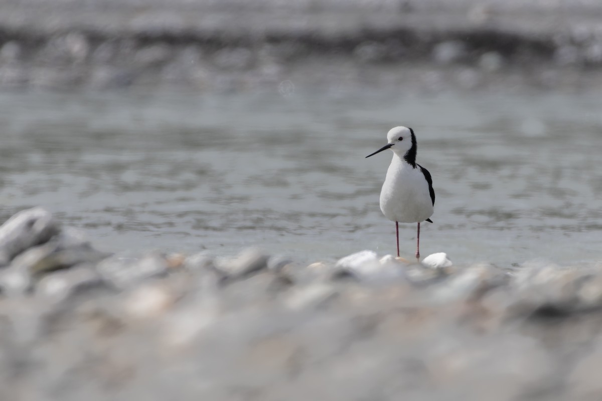 Pied Stilt - ML647145310