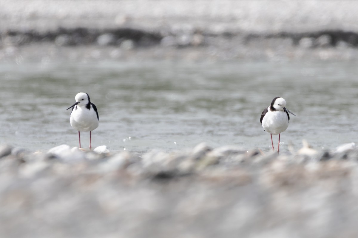 Pied Stilt - ML647145311