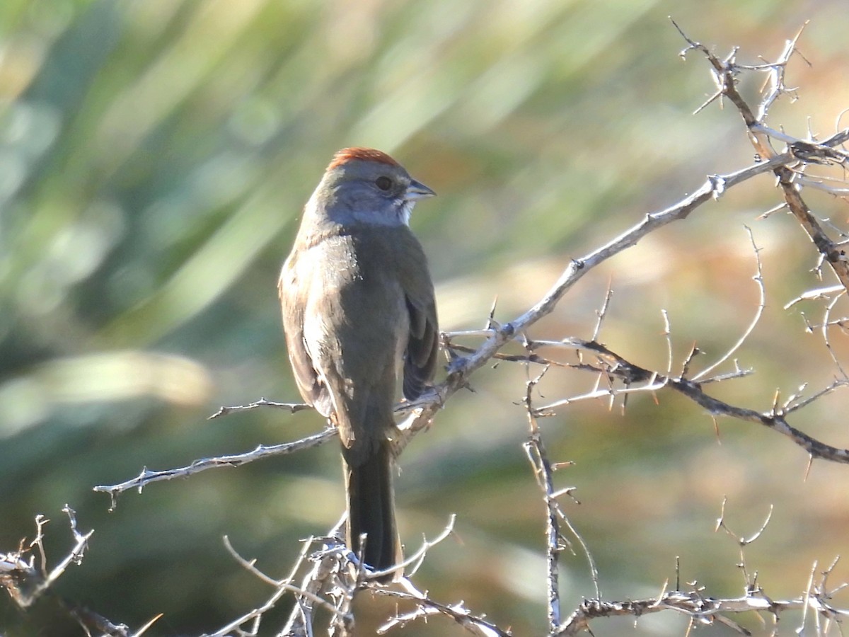 Зелёнохвостый тохи - ML647145312