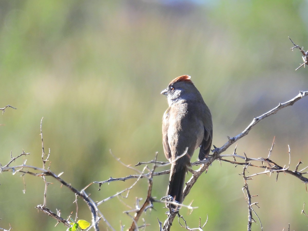 Зелёнохвостый тохи - ML647145313