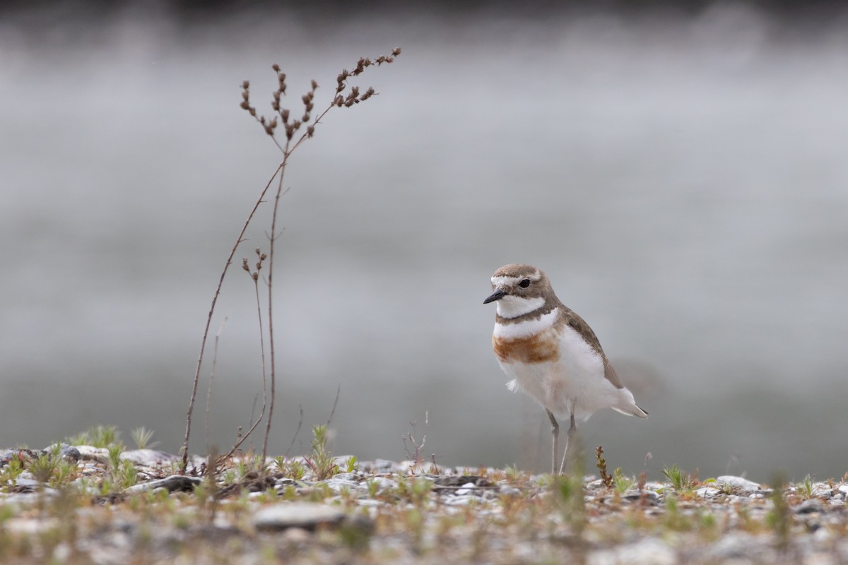 Double-banded Plover - ML647145316