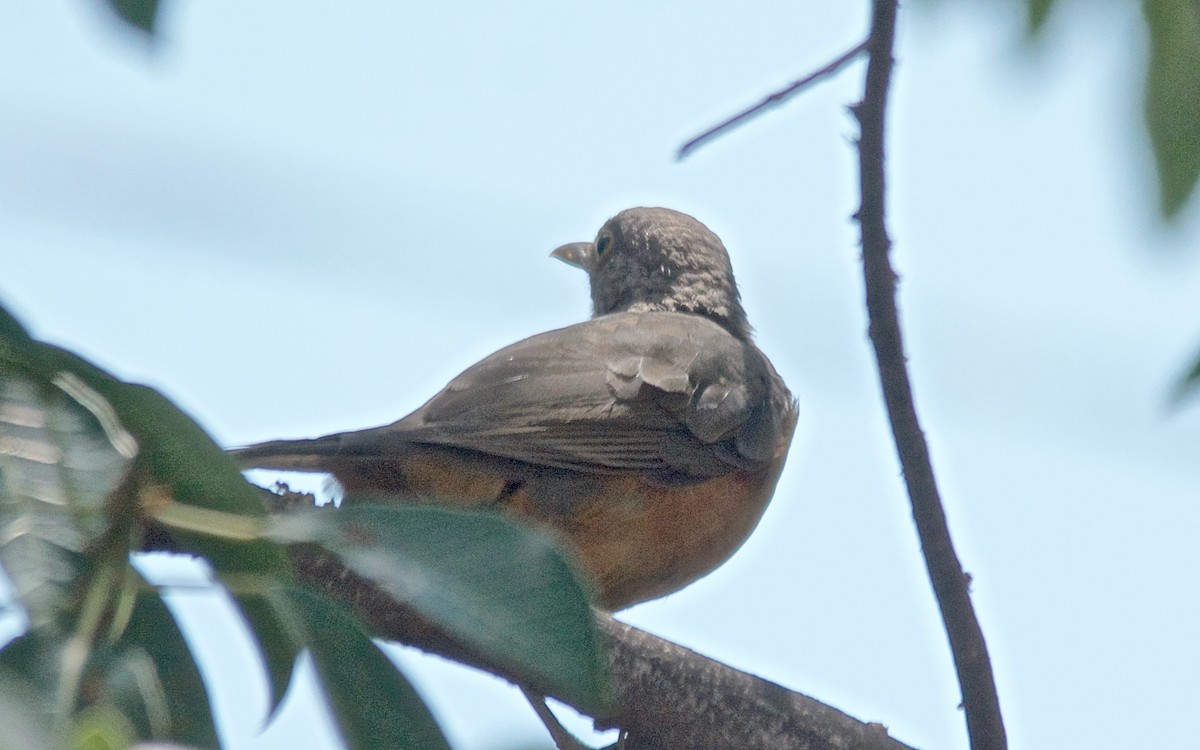 Rufous-bellied Thrush - ML647145318