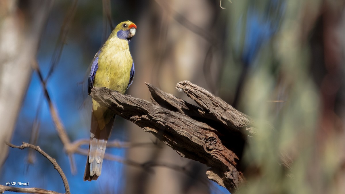 rosela Pennantova (ssp. flaveolus) - ML647145322