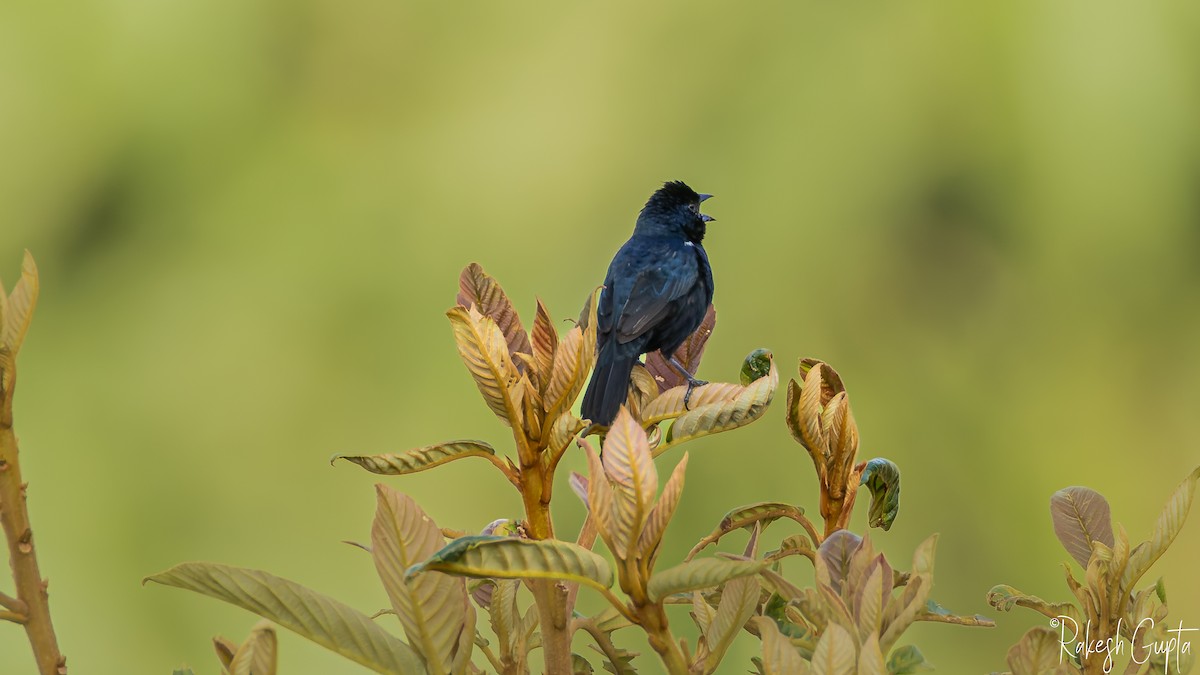Blue-black Grassquit - ML647145324