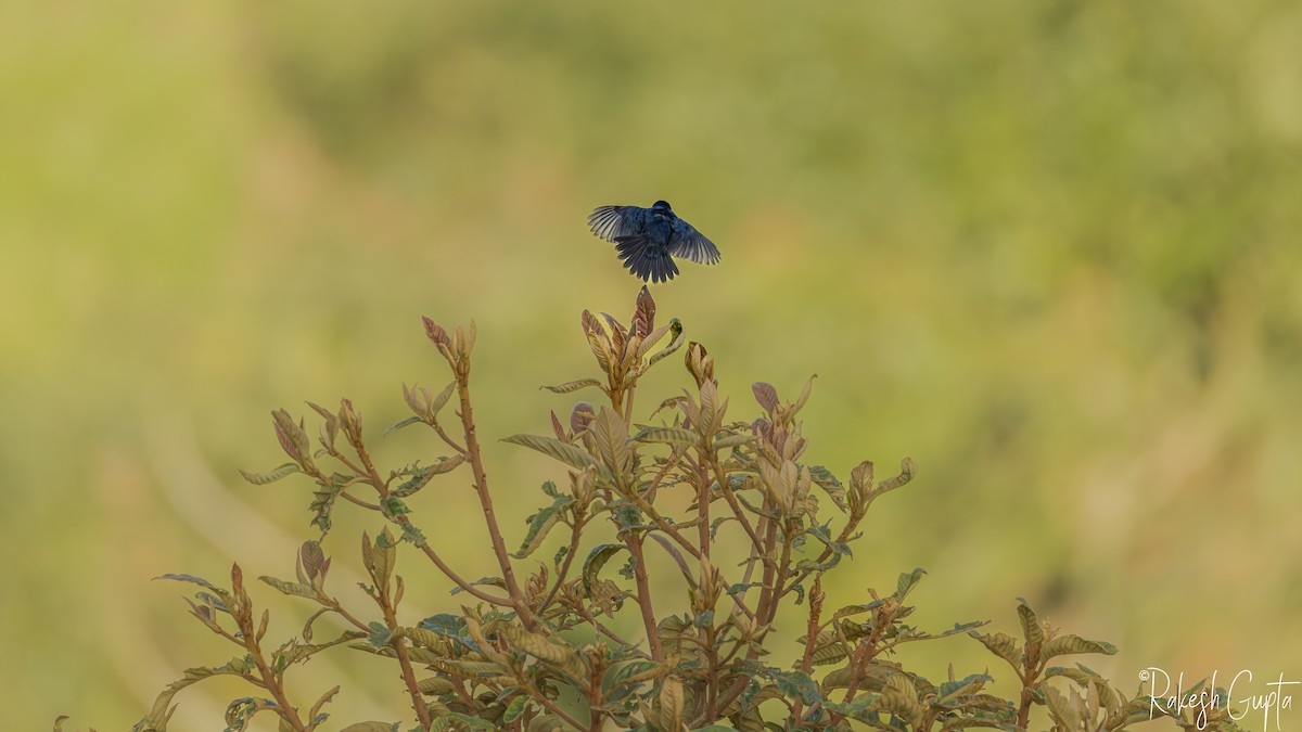 Blue-black Grassquit - ML647145325