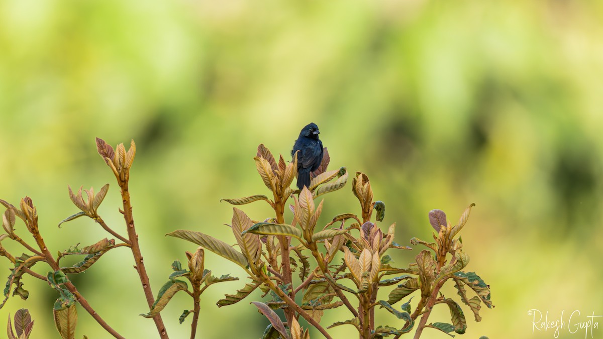 Blue-black Grassquit - ML647145326