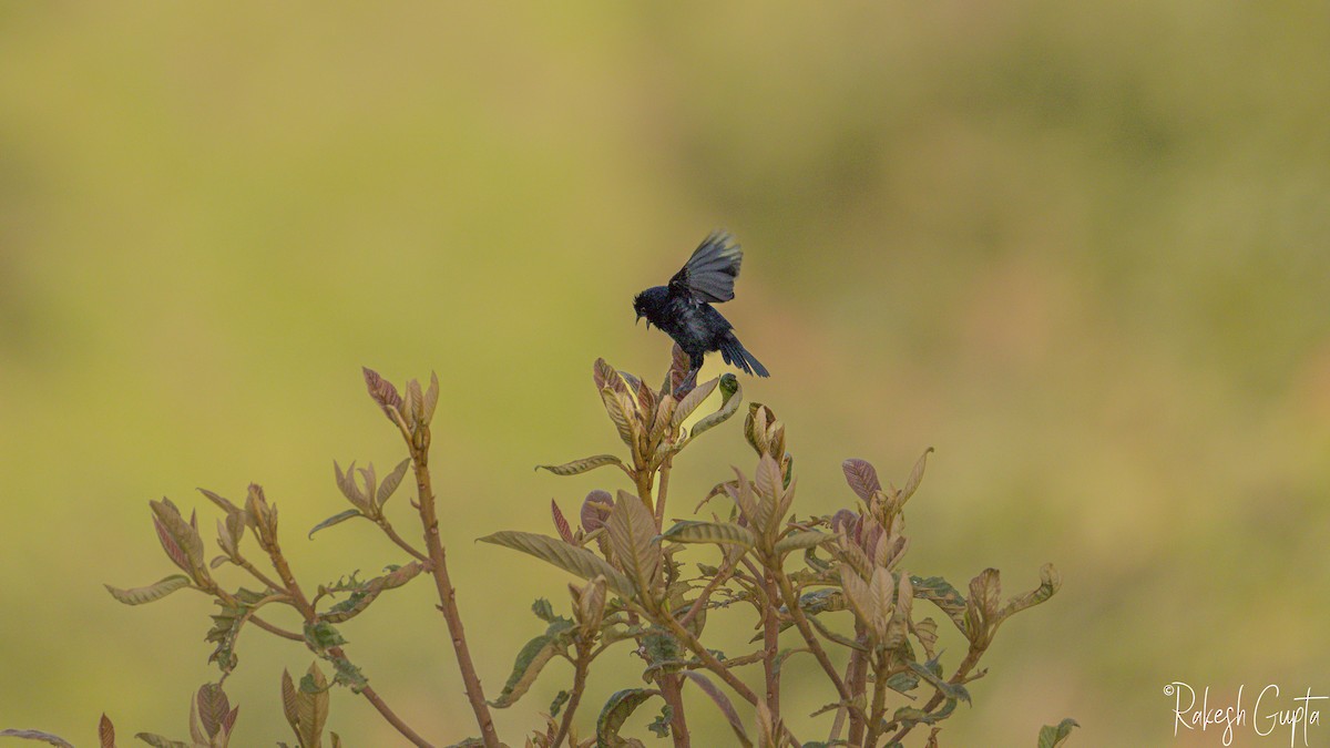 Blue-black Grassquit - ML647145327