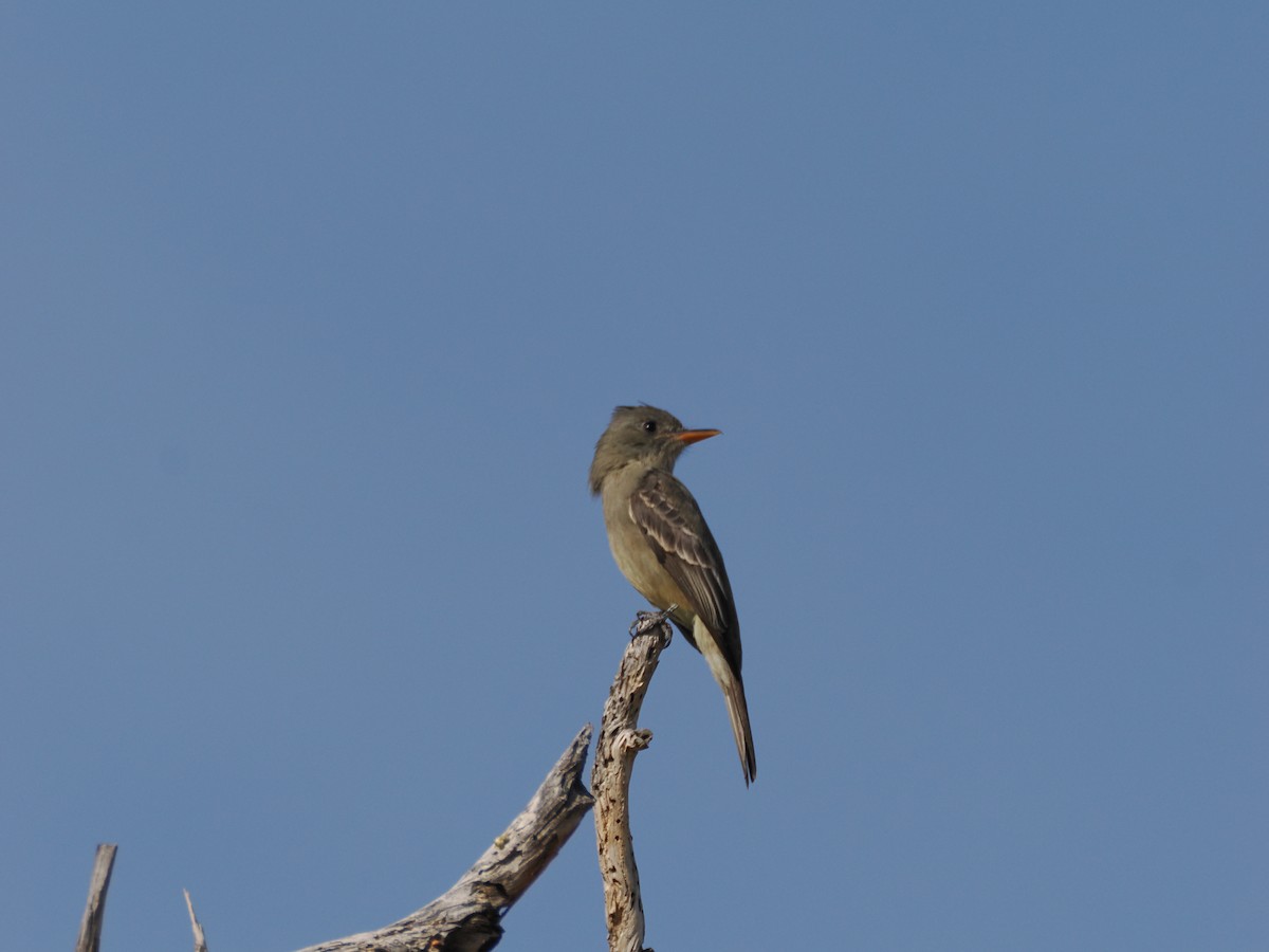 Greater Pewee - ML647145336
