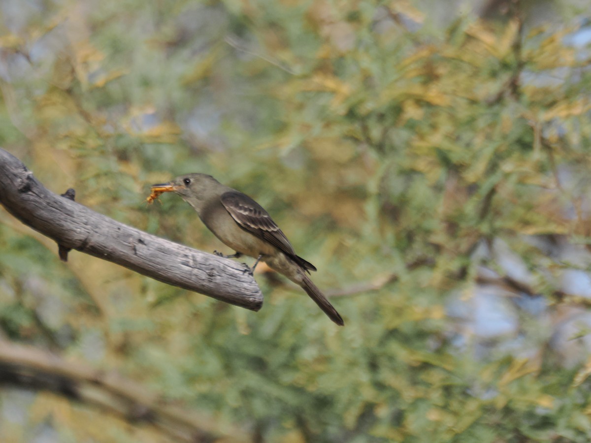 Greater Pewee - ML647145337