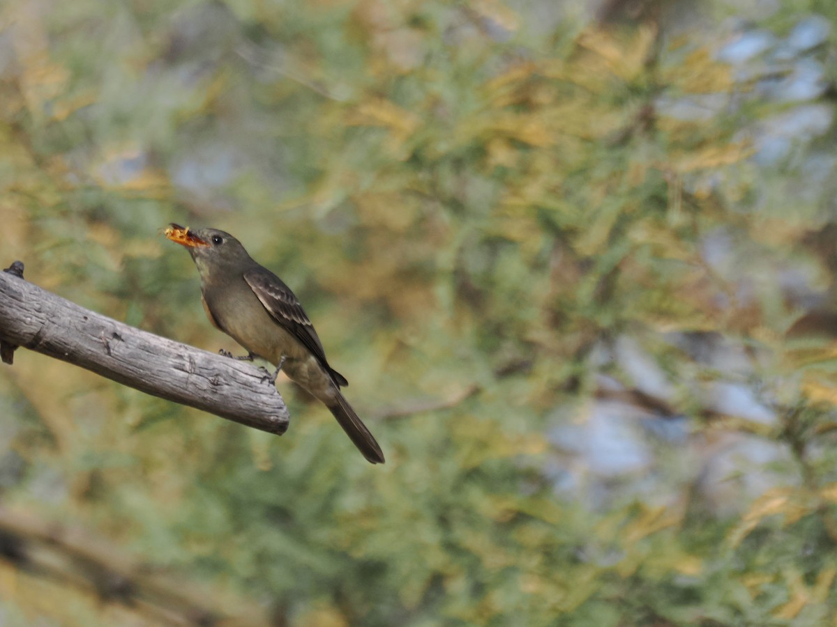 Greater Pewee - ML647145338