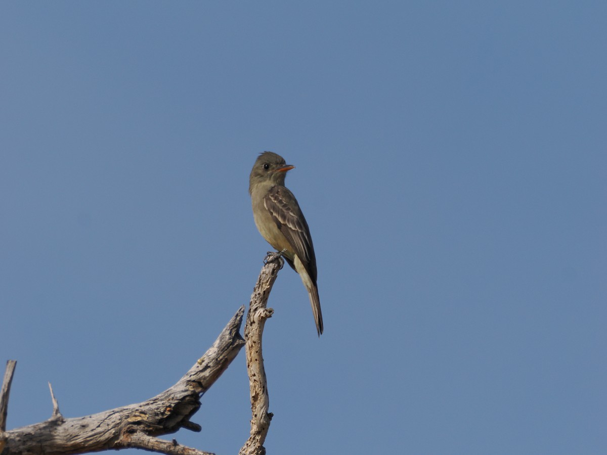 Greater Pewee - ML647145339