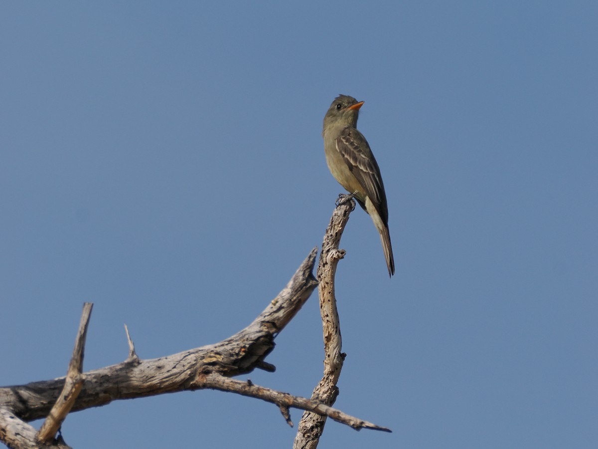 Greater Pewee - ML647145340