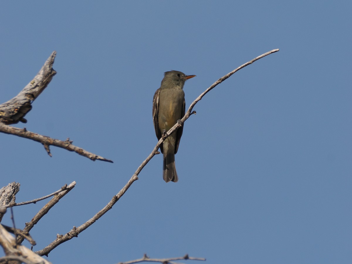 Greater Pewee - ML647145341
