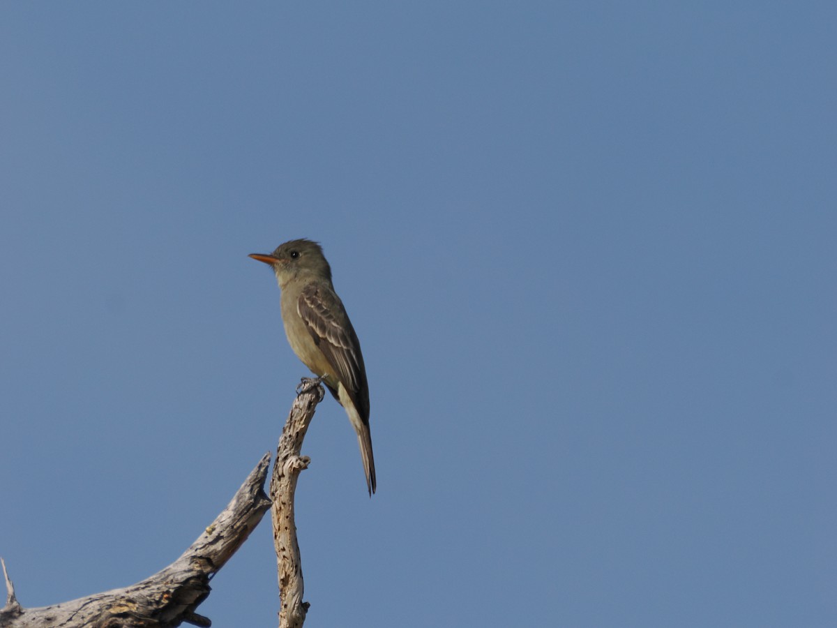 Greater Pewee - ML647145342