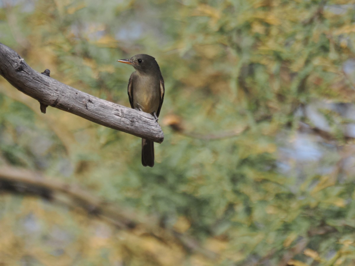 Greater Pewee - ML647145343
