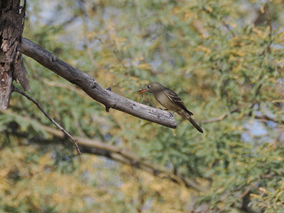 Greater Pewee - ML647145344