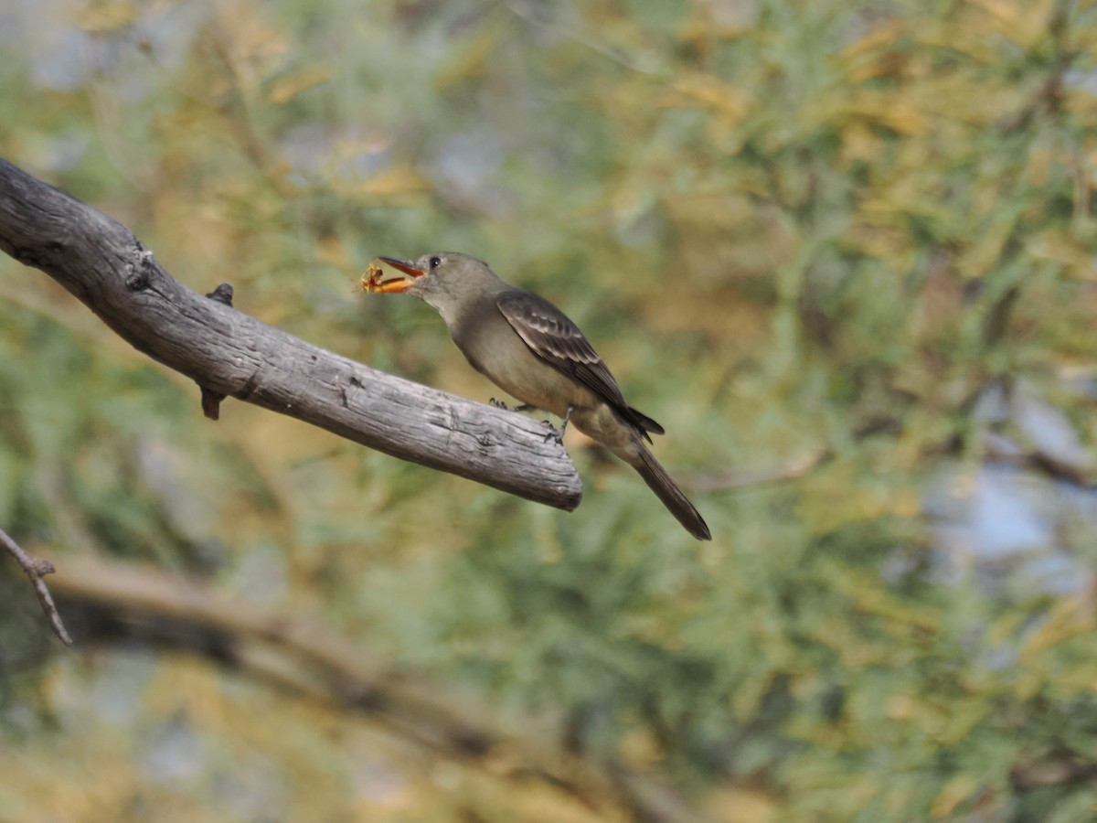 Greater Pewee - ML647145345