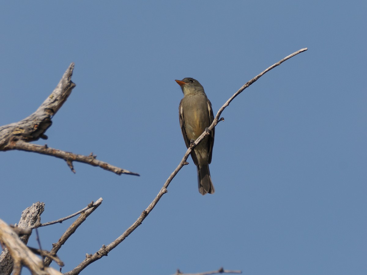Greater Pewee - ML647145346