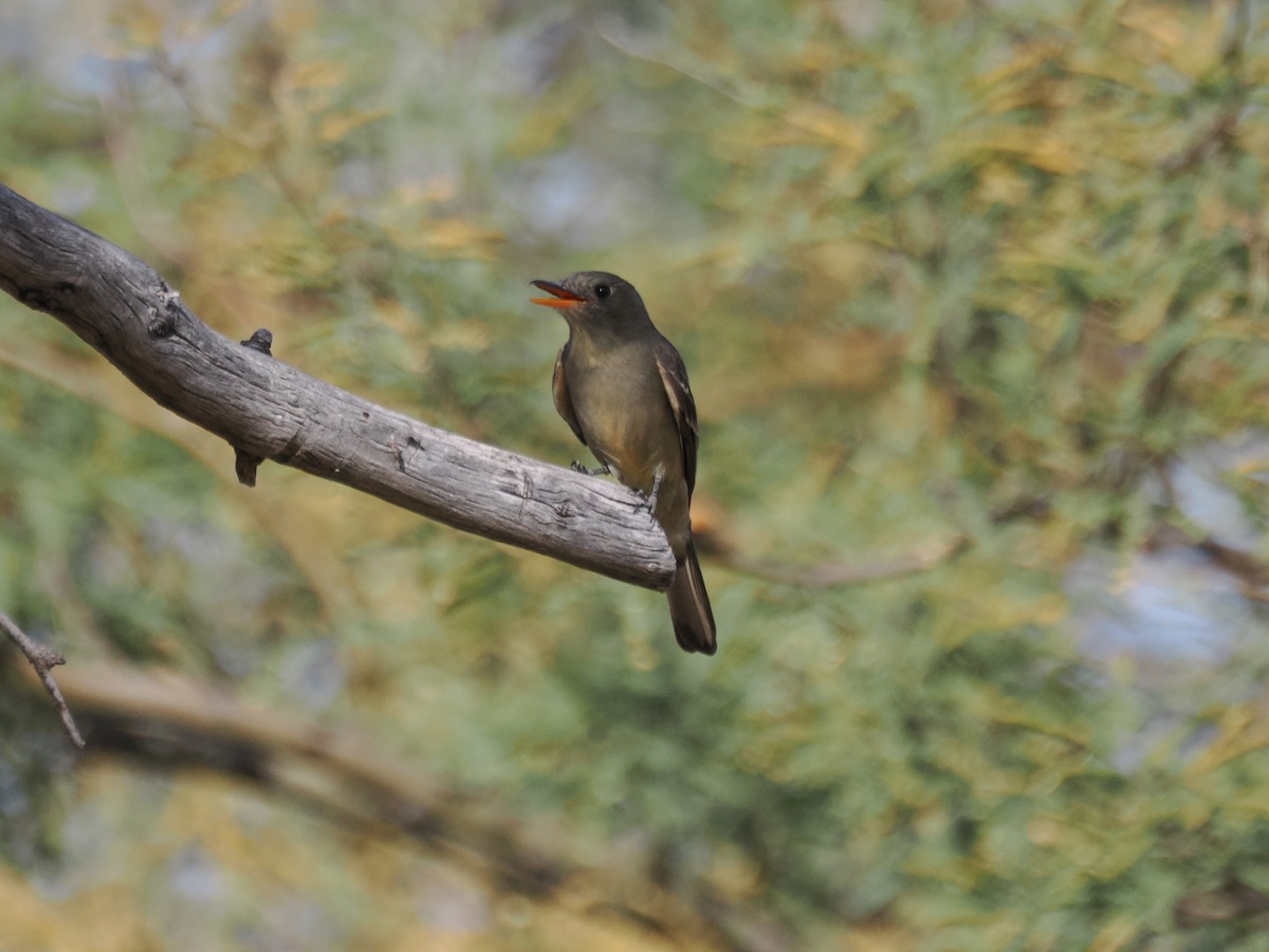 Greater Pewee - ML647145347
