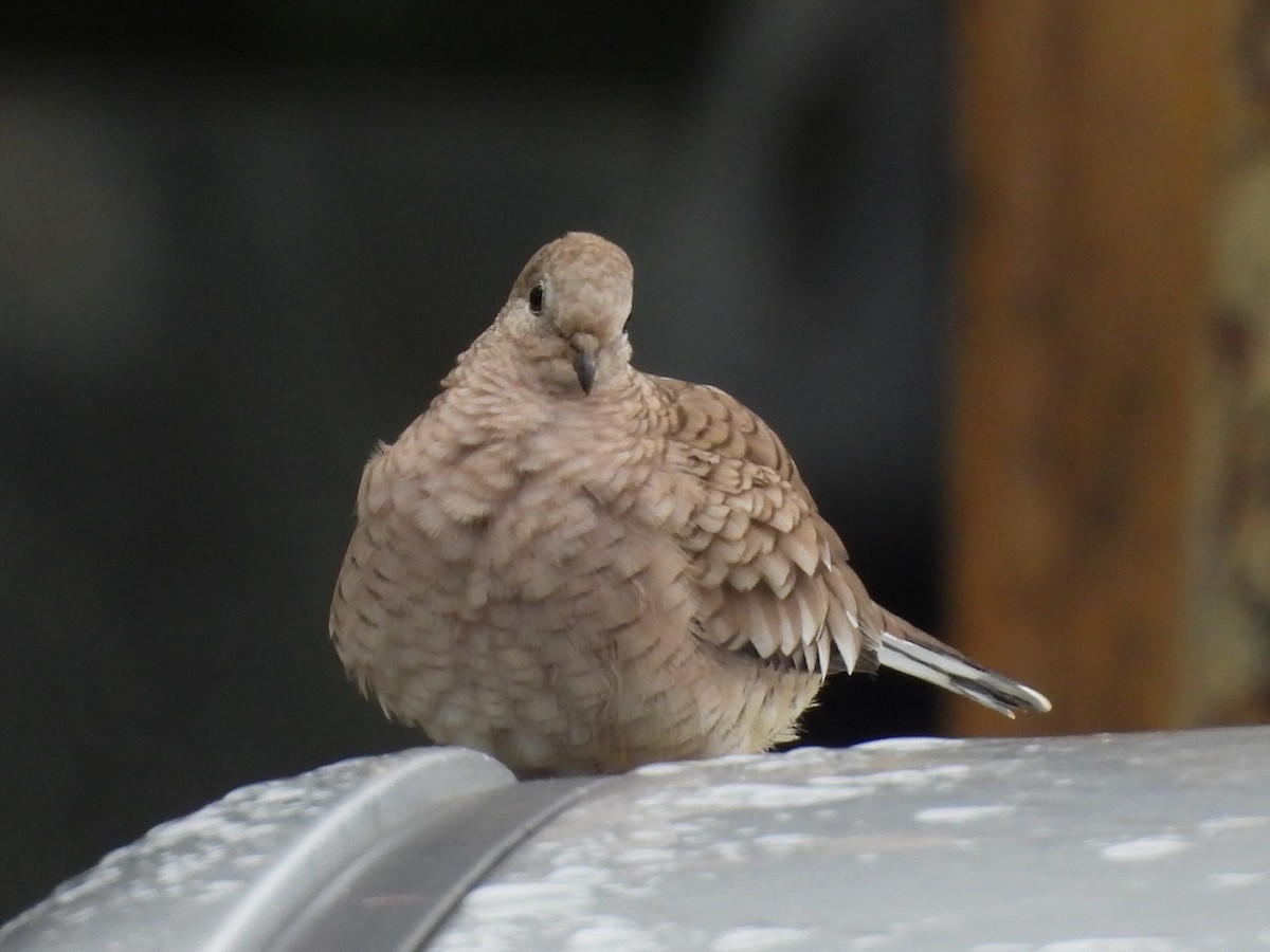 Inca Dove - ML647145353