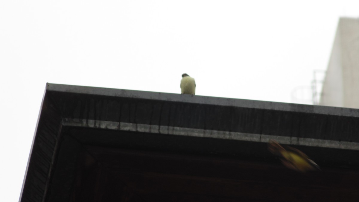 Social Flycatcher - ML647145363