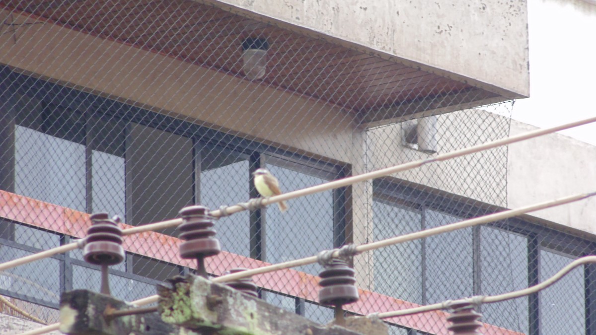 Social Flycatcher - ML647145364