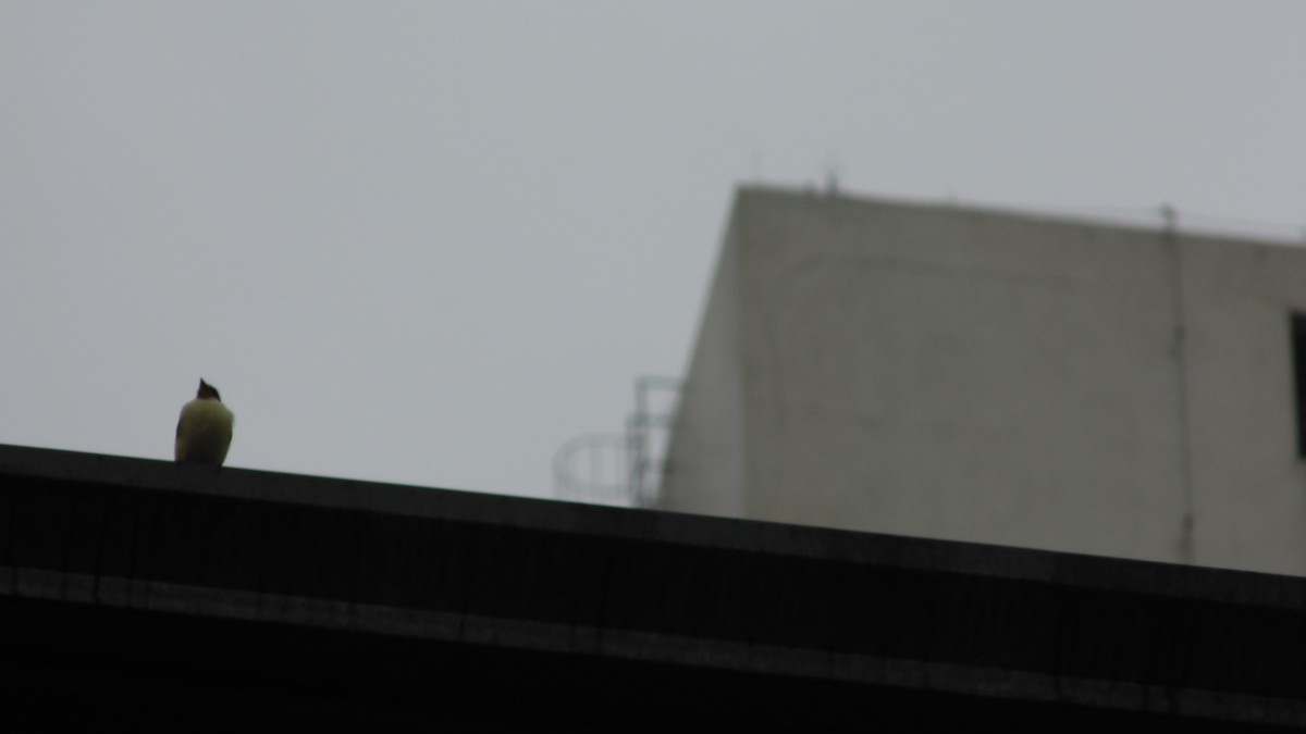 Social Flycatcher - ML647145367