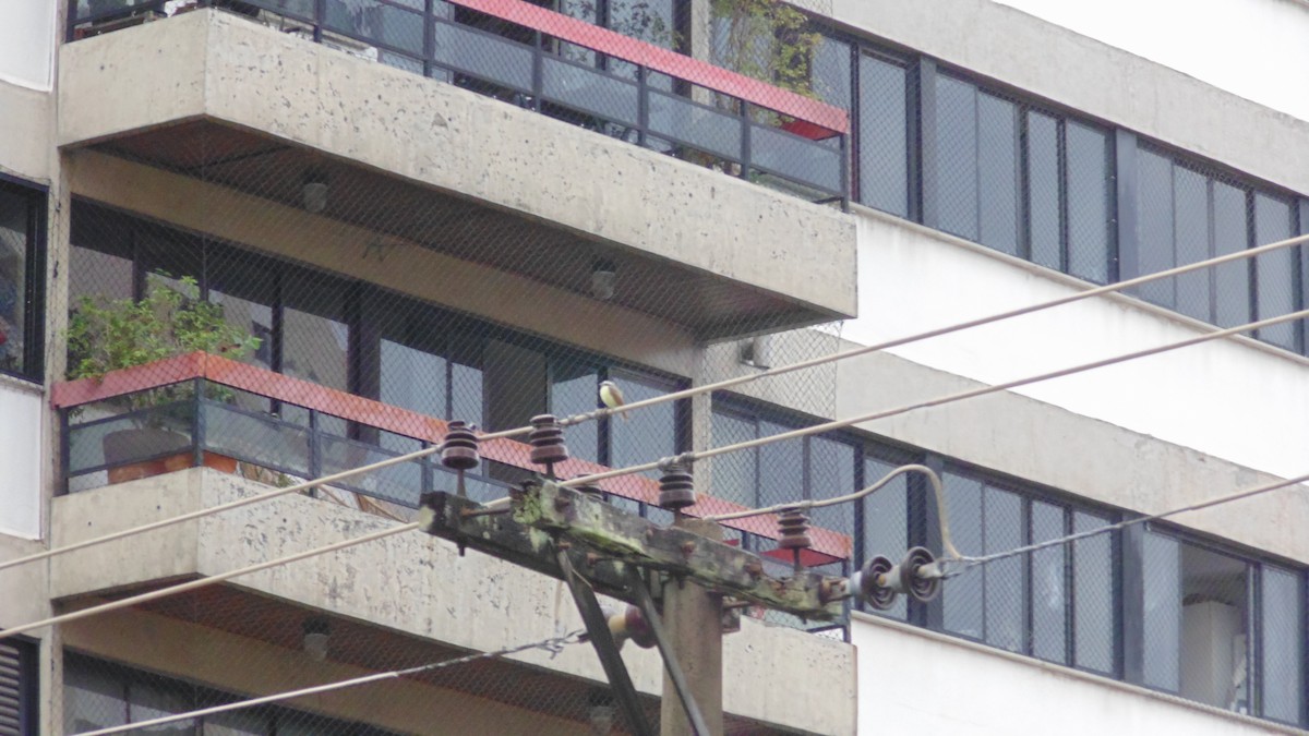 Social Flycatcher - ML647145368