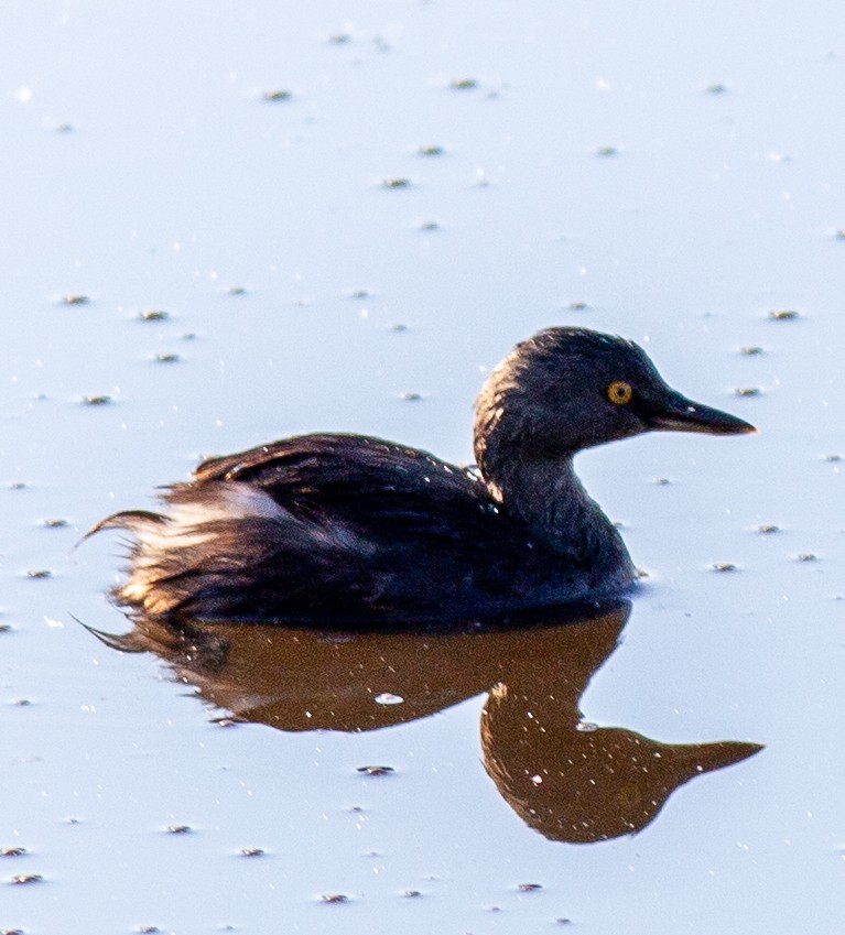 Least Grebe - ML647145371