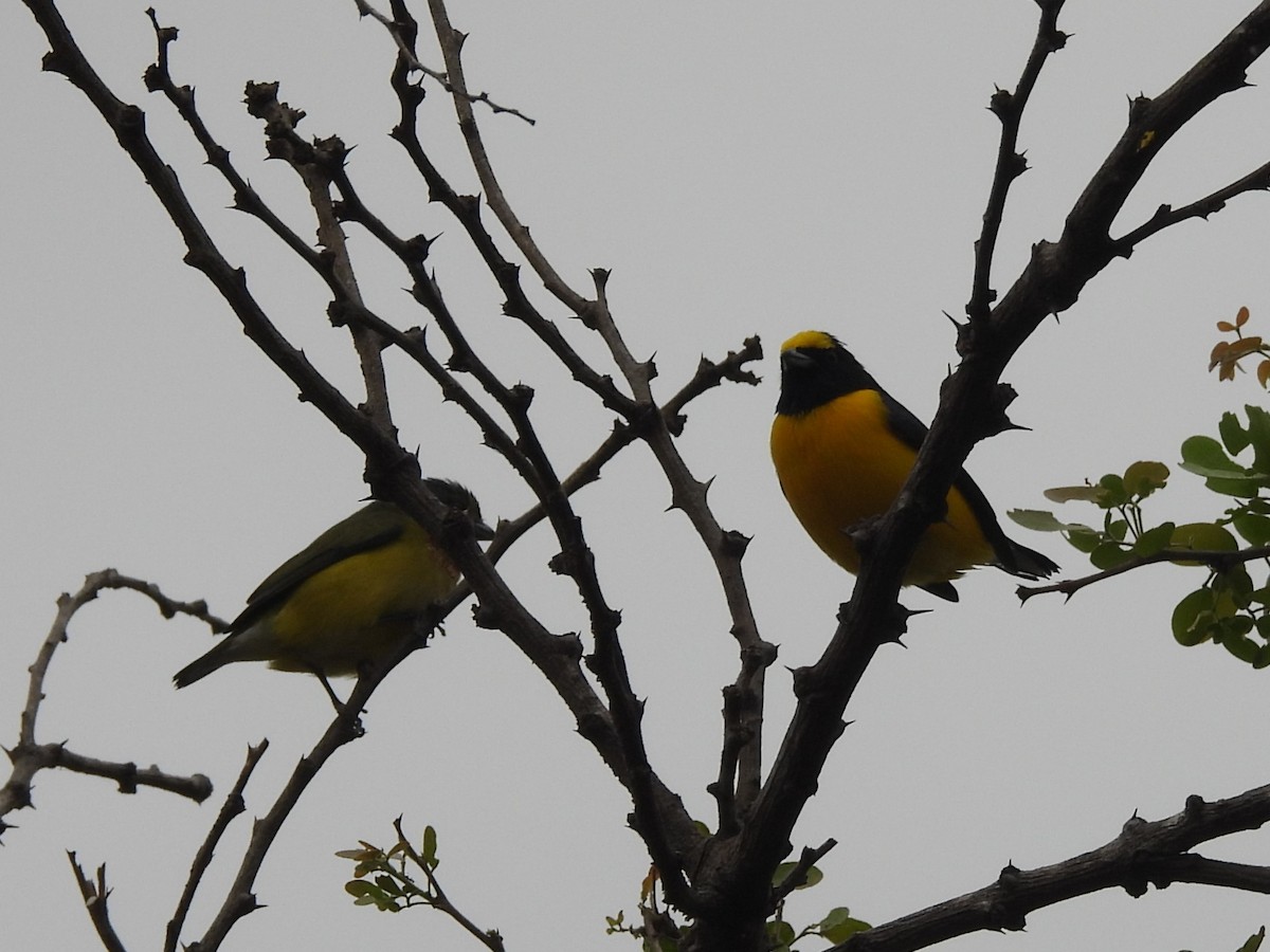 West Mexican Euphonia - ML647145378