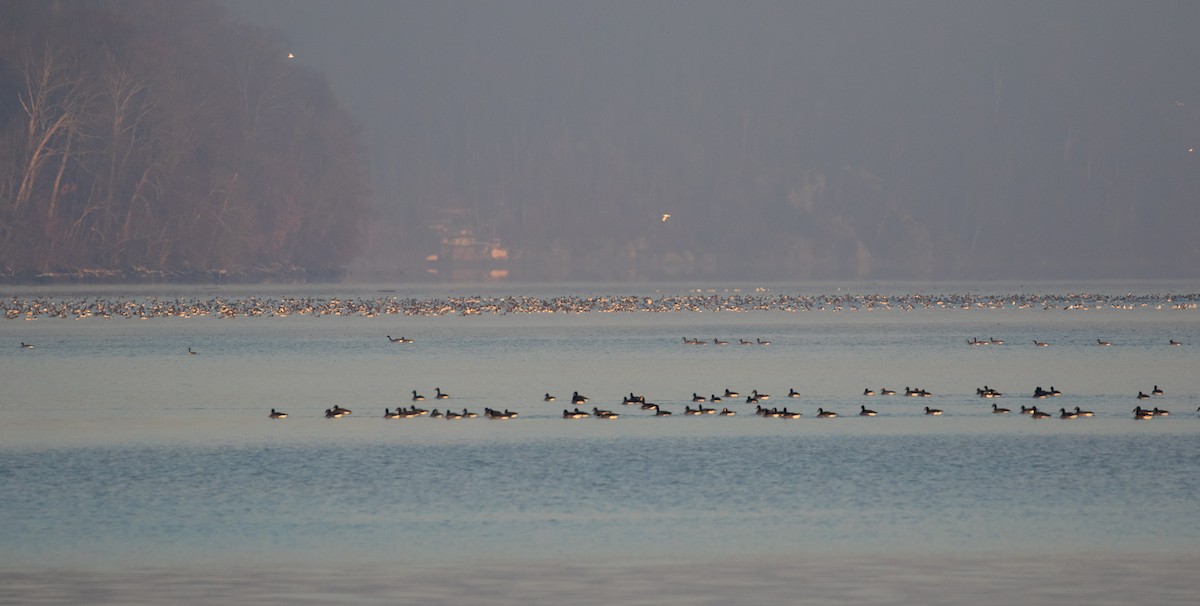 Common Merganser - ML647145381