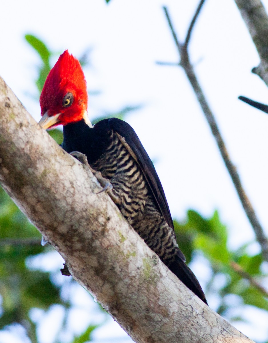 Pale-billed Woodpecker - ML647145388