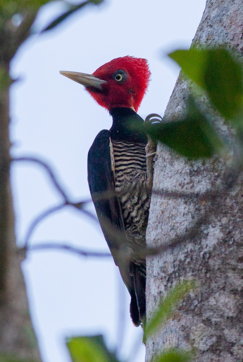 Pale-billed Woodpecker - ML647145389