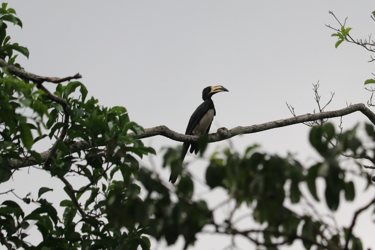 West African Pied Hornbill - ML647145392