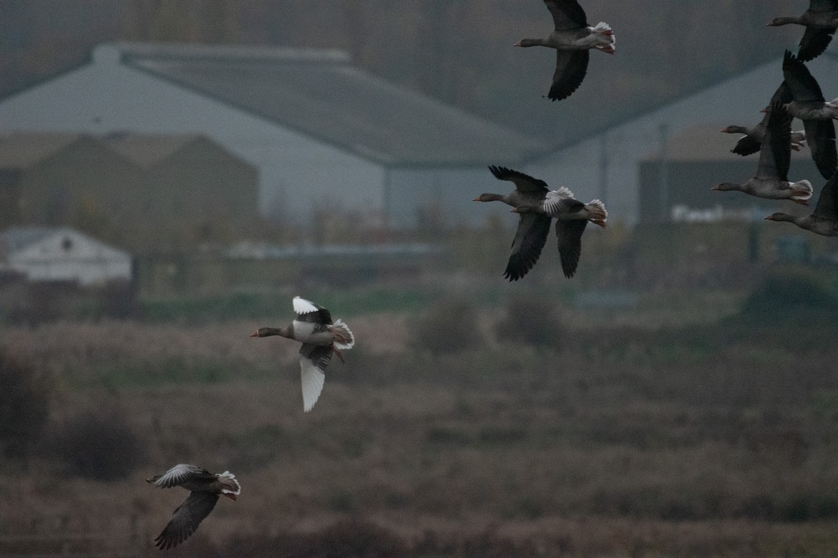 Graylag Goose - ML647145393