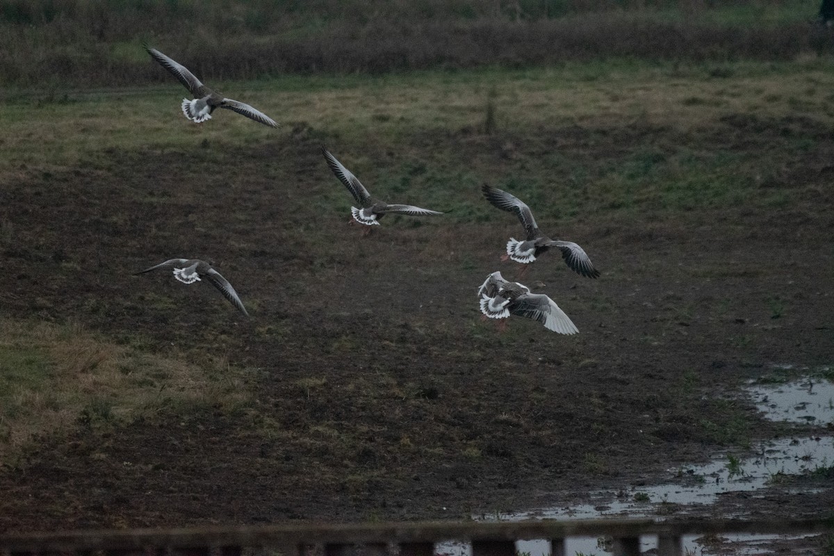 Graylag Goose - ML647145394