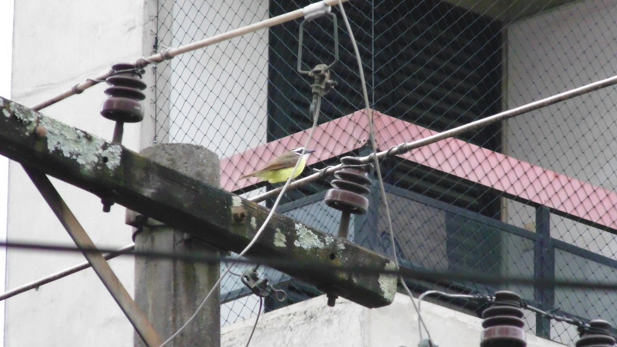 Great Kiskadee - ML647145396