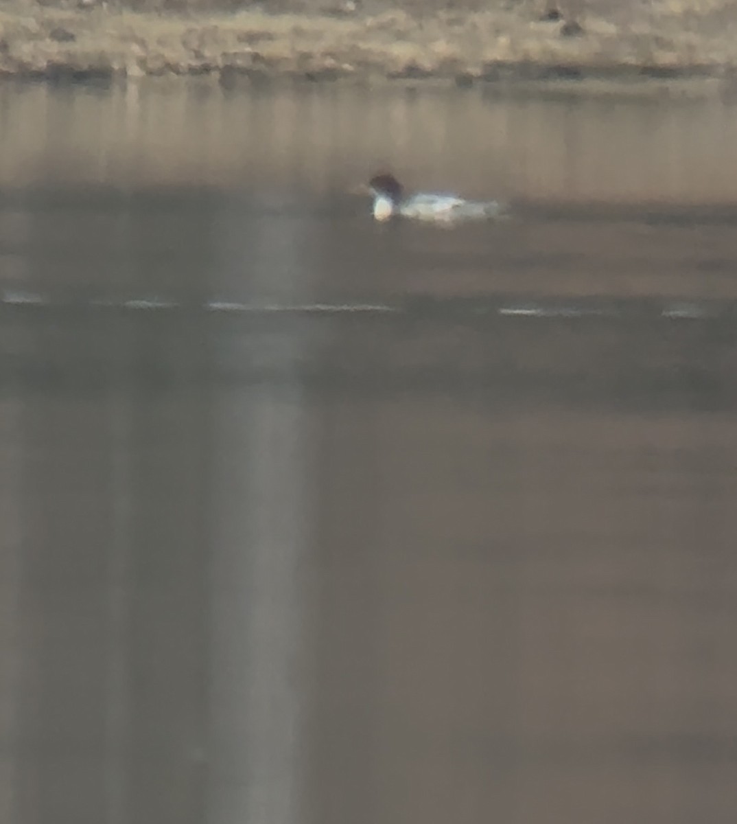 Common Merganser - ML647145399