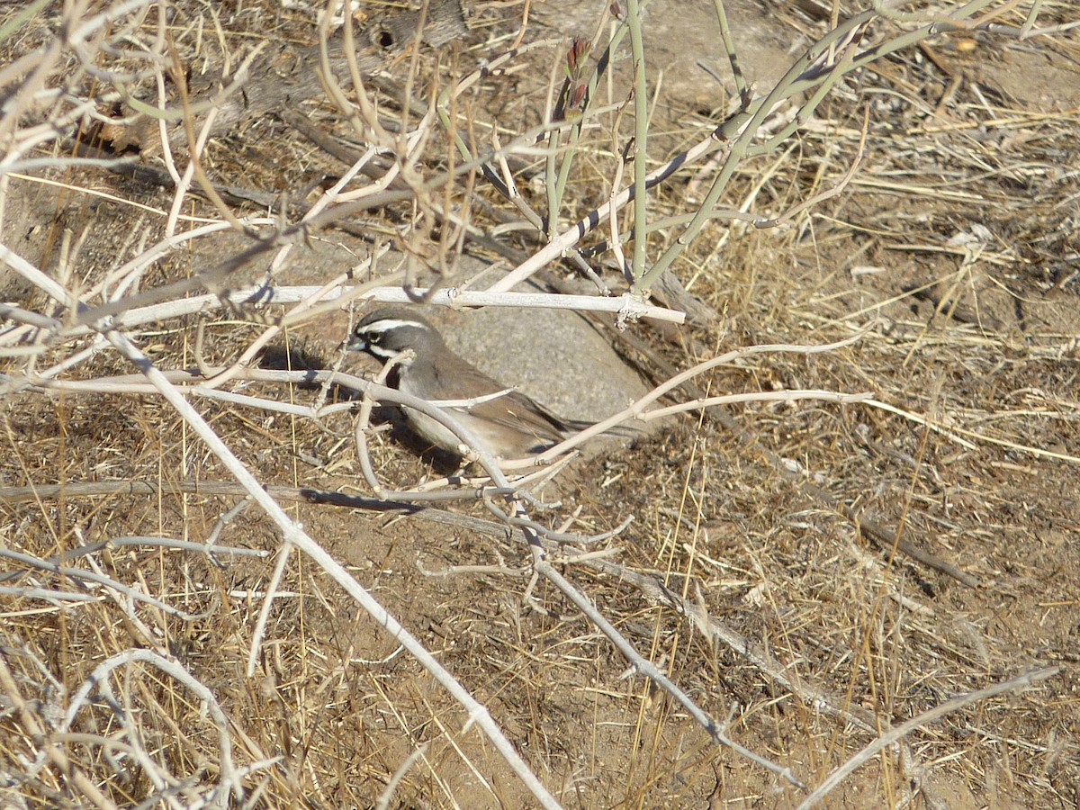 Black-throated Sparrow - ML647145417